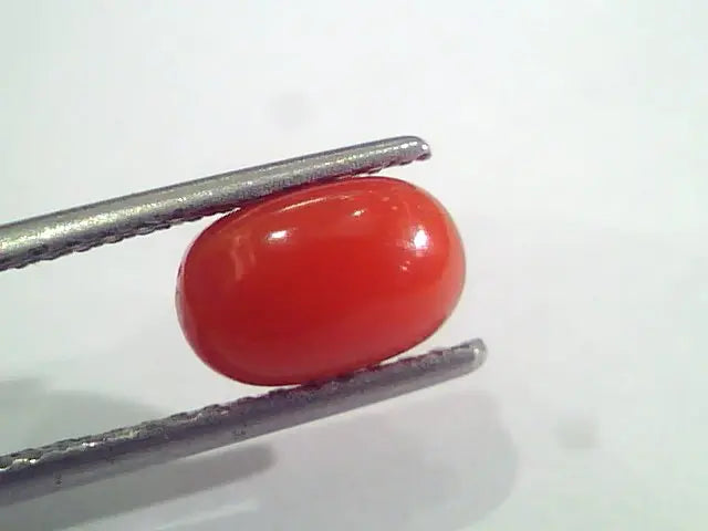2.24 Ct 3.6 Ratti Natural Italian Red Coral Moonga Gemstone AAAA