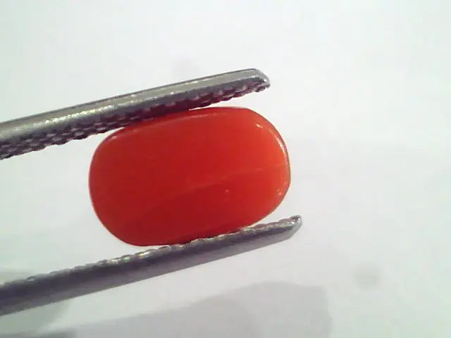 2.24 Ct 3.6 Ratti Natural Italian Red Coral Moonga Gemstone AAAA