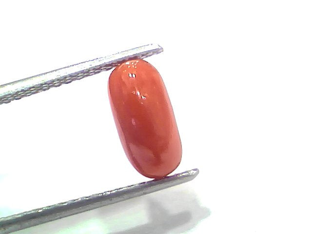 2.21 Ct 2.42 Ratti Natural Untreated Italian Red Coral Moonga Gemstone