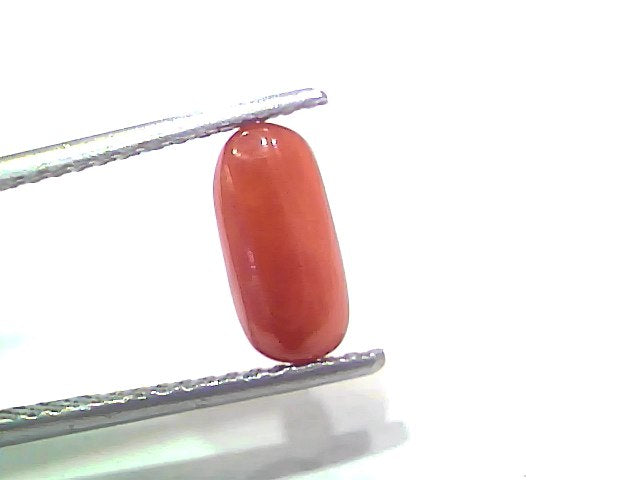 2.21 Ct 2.42 Ratti Natural Untreated Italian Red Coral Moonga Gemstone