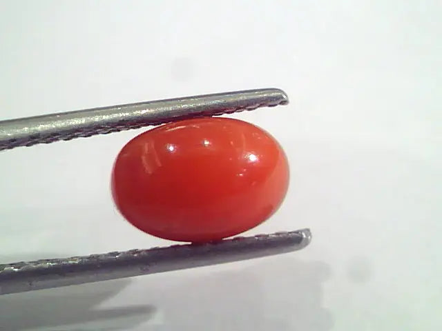 2.25 Ct 3.7 Ratti Natural Italian Red Coral Moonga Gemstone AAAA