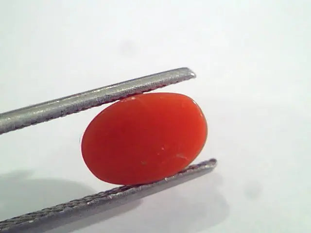 2.25 Ct 3.7 Ratti Natural Italian Red Coral Moonga Gemstone AAAA