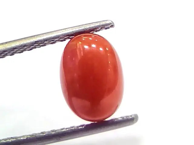 2.28 Ct 3.8 Ratti Natural Untreated Italian Red Coral Moonga Gems