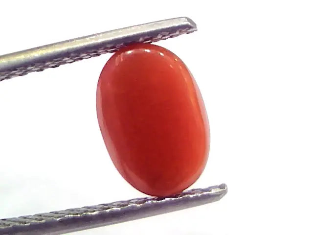 2.28 Ct 3.8 Ratti Natural Untreated Italian Red Coral Moonga Gems