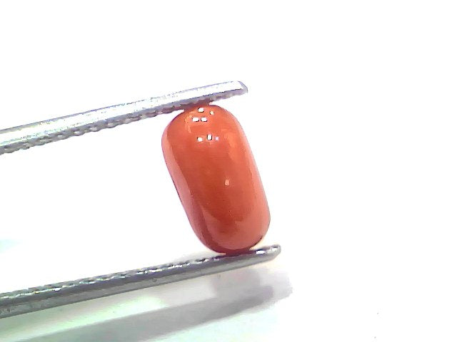 2.28 Ct 2.50 Ratti Natural Untreated Italian Red Coral Moonga Gemstone