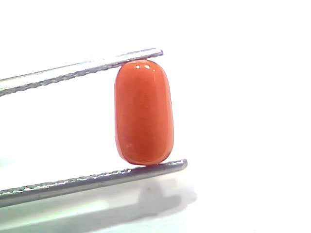2.28 Ct 2.50 Ratti Natural Untreated Italian Red Coral Moonga Gemstone