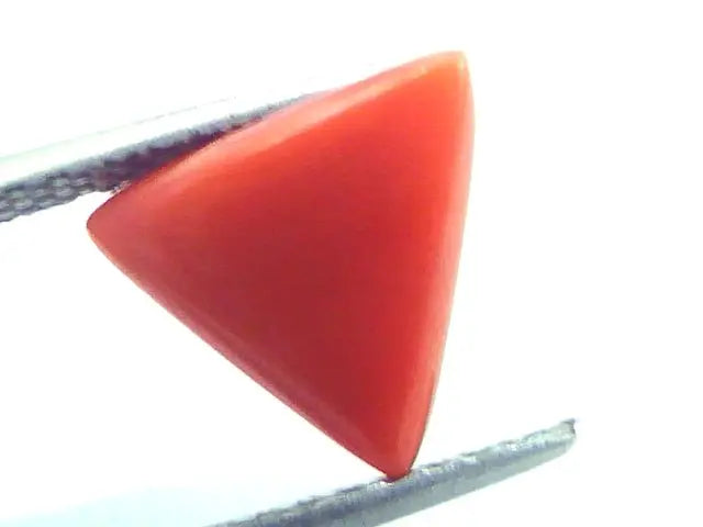 2.30 Carat Natural Italian Triangle Red Coral Moonga Gemstone