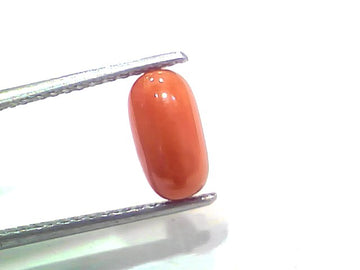 2.30 Ct 2.52 Ratti Natural Untreated Italian Red Coral Moonga Gemstone