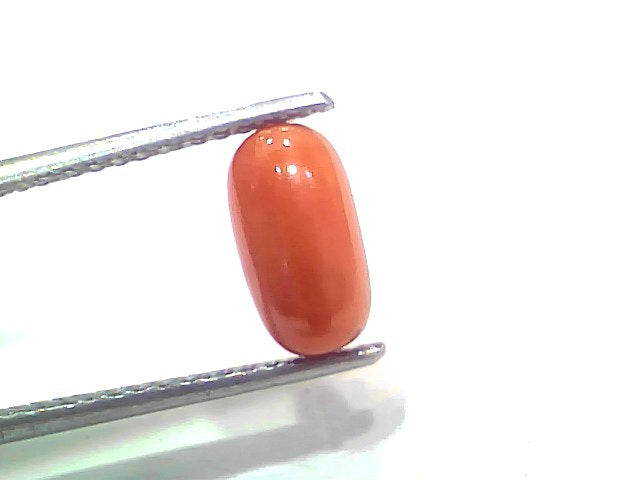 2.30 Ct 2.52 Ratti Natural Untreated Italian Red Coral Moonga Gemstone