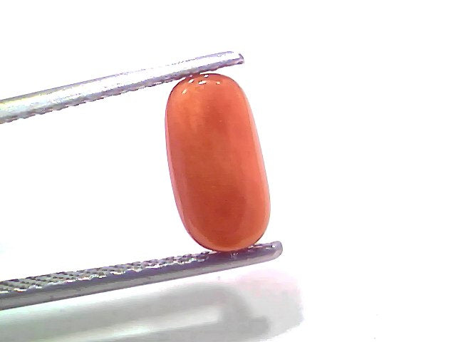 2.30 Ct 2.52 Ratti Natural Untreated Italian Red Coral Moonga Gemstone