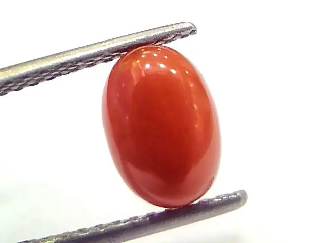 2.41 Ct 4 Ratti Natural Untreated Italian Red Coral Moonga Gems