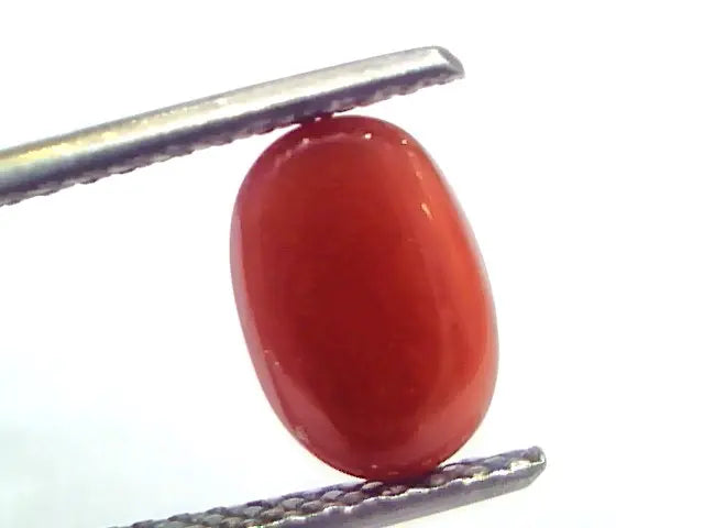 2.41 Ct 4 Ratti Natural Untreated Italian Red Coral Moonga Gems