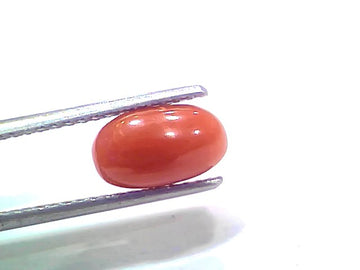 2.38 Ct 2.61 Ratti Natural Untreated Italian Red Coral Moonga Gemstone