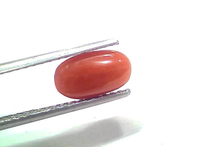 2.38 Ct 2.61 Ratti Natural Untreated Italian Red Coral Moonga Gemstone