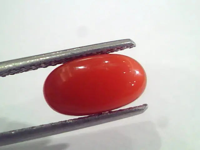 2.38 Ct 4 Ratti Natural Italian Red Coral Moonga Gemstone AAAA