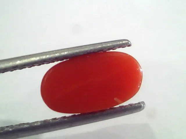 2.38 Ct 4 Ratti Natural Italian Red Coral Moonga Gemstone AAAA