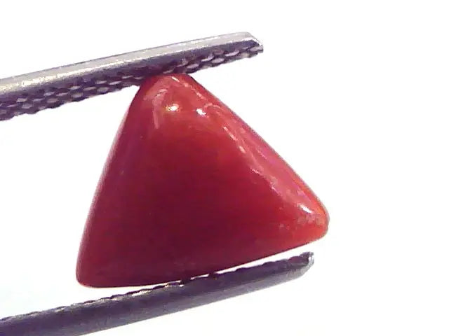 2.40 Carat Natural Italian Triangle Red Coral Moonga Gemstone
