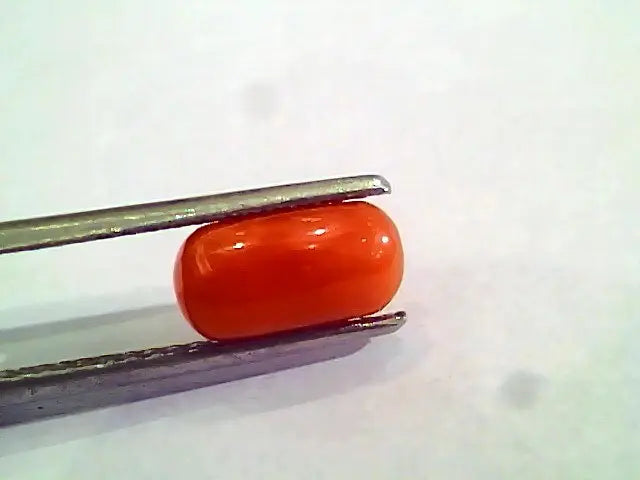 2.42 Ct 4 Ratti Natural Italian Red Coral Moonga Gemstone AAAA