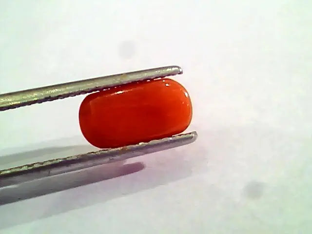 2.42 Ct 4 Ratti Natural Italian Red Coral Moonga Gemstone AAAA