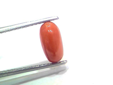 2.42 Ct 2.65 Ratti Natural Untreated Italian Red Coral Moonga Gemstone