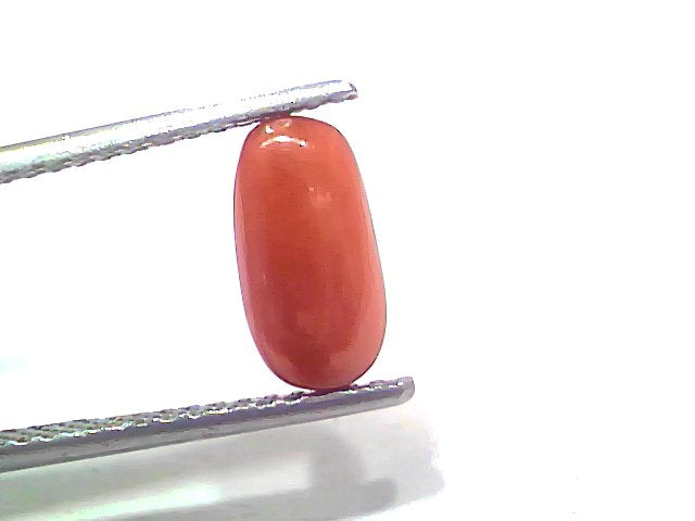 2.42 Ct 2.65 Ratti Natural Untreated Italian Red Coral Moonga Gemstone