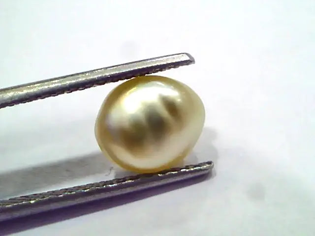 2.44 Ct Certified Natural Venunjula Real Sea Pearl, Real Moti