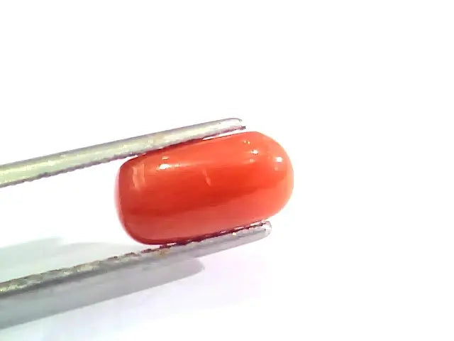 2.44 Ct 4 Ratti Natural Italian Red Coral Moonga Gemstone AAAA