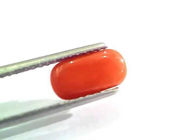 2.44 Ct 4 Ratti Natural Italian Red Coral Moonga Gemstone AAAA
