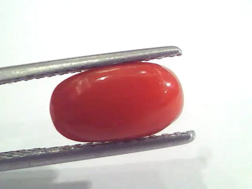 2.45 Ct 4 Ratti Natural Italian Red Coral Moonga Gemstone AAAA