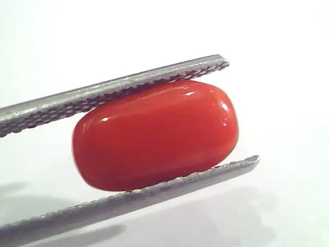 2.45 Ct 4 Ratti Natural Italian Red Coral Moonga Gemstone AAAA