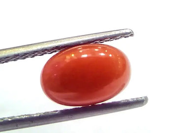 2.50 Ct 4.15 Ratti Natural Untreated Italian Red Coral Moonga Gems