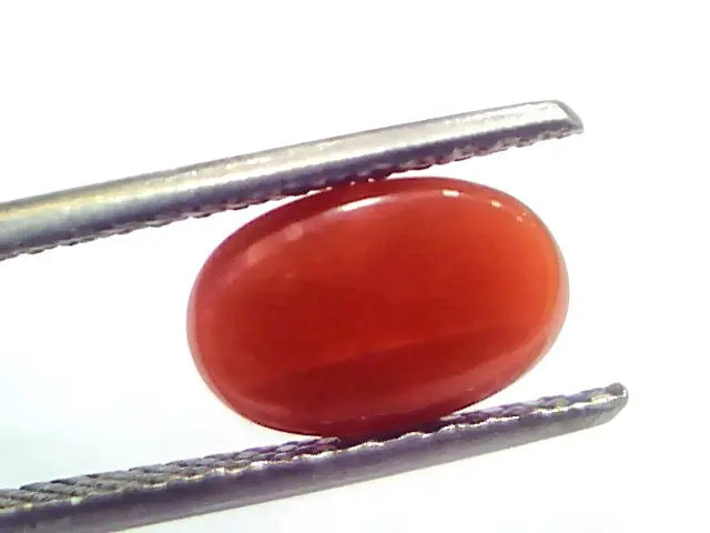 2.50 Ct 4.15 Ratti Natural Untreated Italian Red Coral Moonga Gems