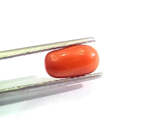 2.46 Ct 2.70 Ratti Natural Italian Red Coral Moonga Gemstone AAAA