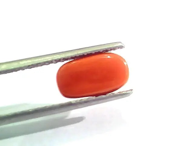 2.46 Ct 2.70 Ratti Natural Italian Red Coral Moonga Gemstone AAAA
