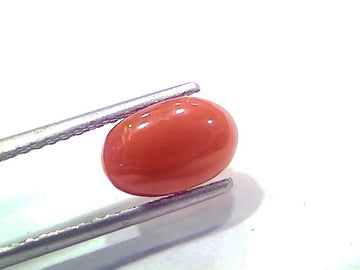2.46 Ct 2.70 Ratti Natural Untreated Italian Red Coral Moonga AAAAA