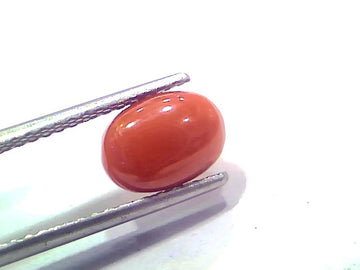2.46 Ct 2.70 Ratti Natural Untreated Italian Red Coral Moonga AAAAA
