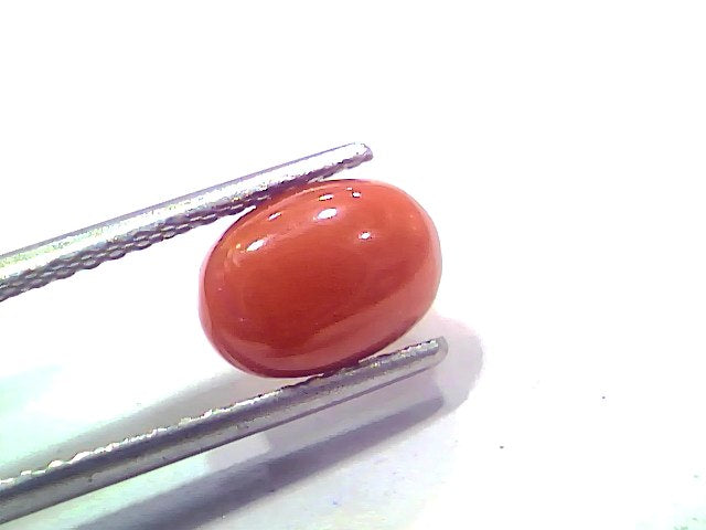 2.46 Ct 2.70 Ratti Natural Untreated Italian Red Coral Moonga AAAAA