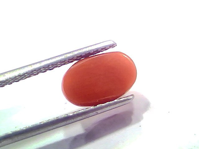 2.46 Ct 2.70 Ratti Natural Untreated Italian Red Coral Moonga AAAAA