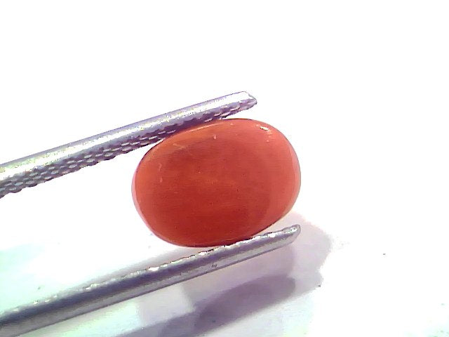 2.46 Ct 2.70 Ratti Natural Untreated Italian Red Coral Moonga AAAAA