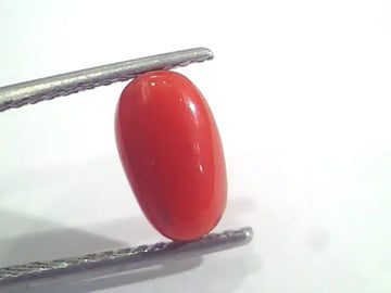 2.49 Ct 2.73 Ratti Natural Italian Red Coral Moonga Gemstone AAAA
