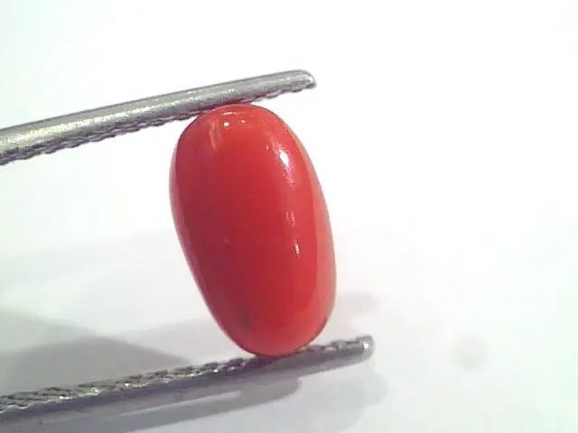 2.49 Ct 2.73 Ratti Natural Italian Red Coral Moonga Gemstone AAAA