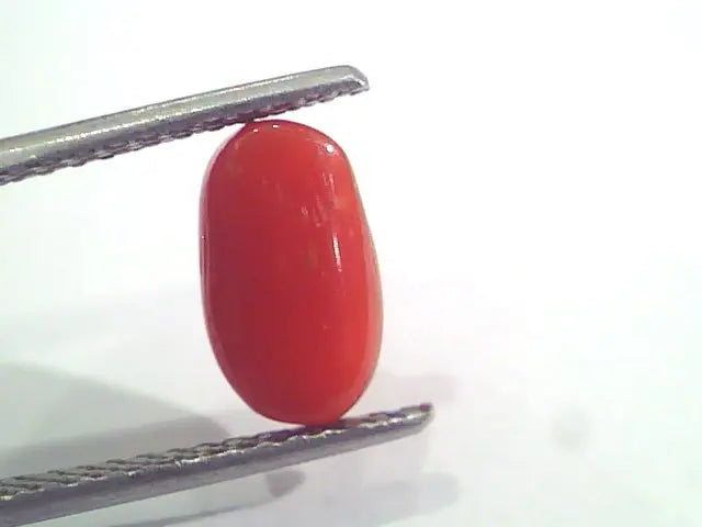 2.49 Ct 2.73 Ratti Natural Italian Red Coral Moonga Gemstone AAAA