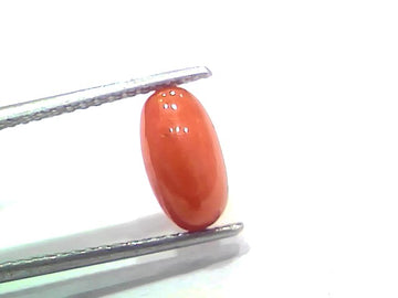 2.49 Ct 2.73 Ratti Natural Untreated Italian Red Coral Moonga Gemstone