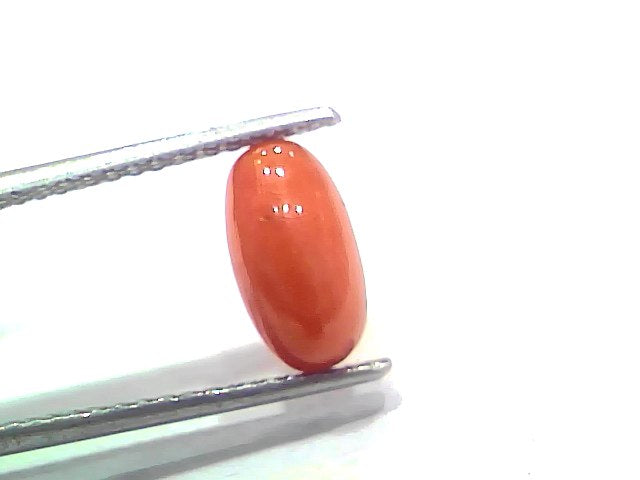 2.49 Ct 2.73 Ratti Natural Untreated Italian Red Coral Moonga Gemstone