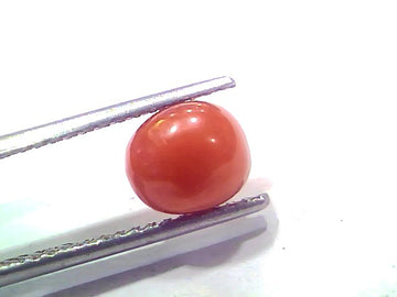 2.49 Ct 2.73 Ratti Natural Untreated Italian Red Coral Moonga AAAAA