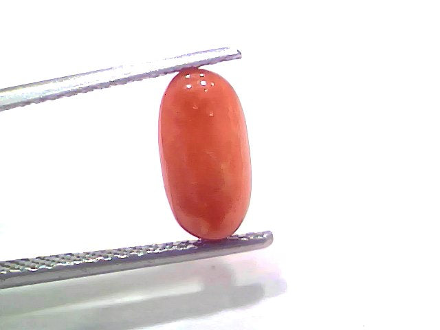 2.49 Ct 2.73 Ratti Natural Untreated Italian Red Coral Moonga Gemstone