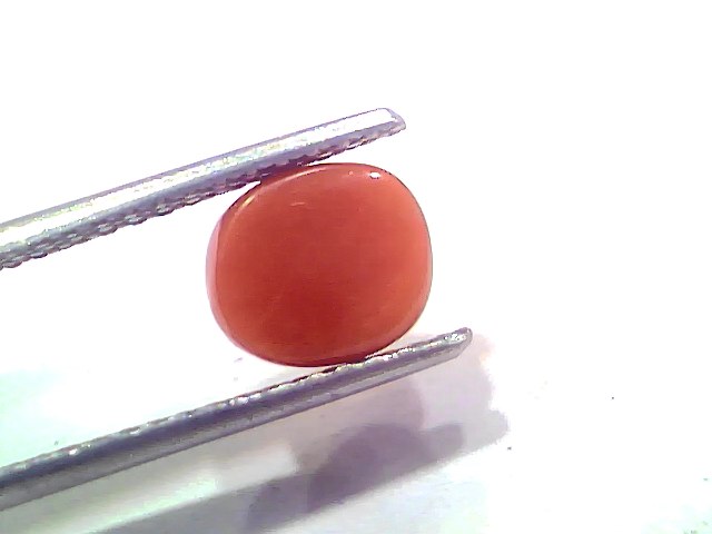 2.49 Ct 2.73 Ratti Natural Untreated Italian Red Coral Moonga AAAAA