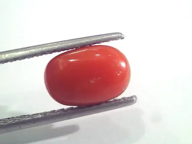 2.51 Ct 2.75 Ratti Natural Italian Red Coral Moonga Gemstone AAAA - Venus Gems