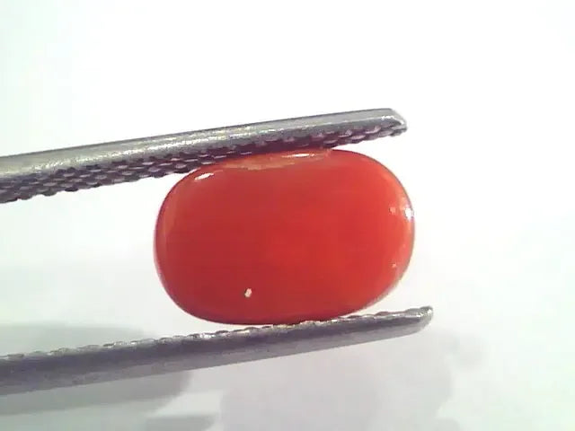 2.51 Ct 2.75 Ratti Natural Italian Red Coral Moonga Gemstone AAAA - Venus Gems