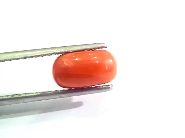 2.53 Ct 4 Ratti Natural Italian Red Coral Moonga Gemstone AAAA